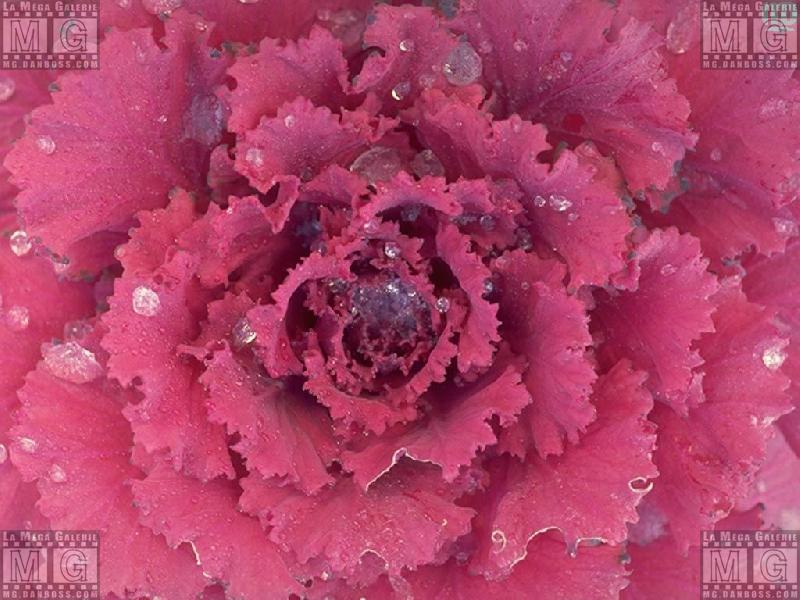 Fleurs - 008