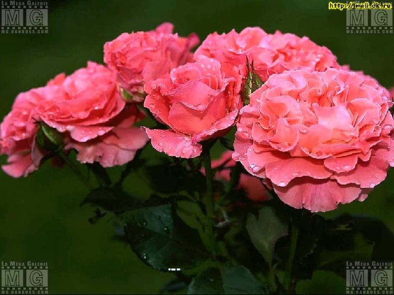Fleurs - 024