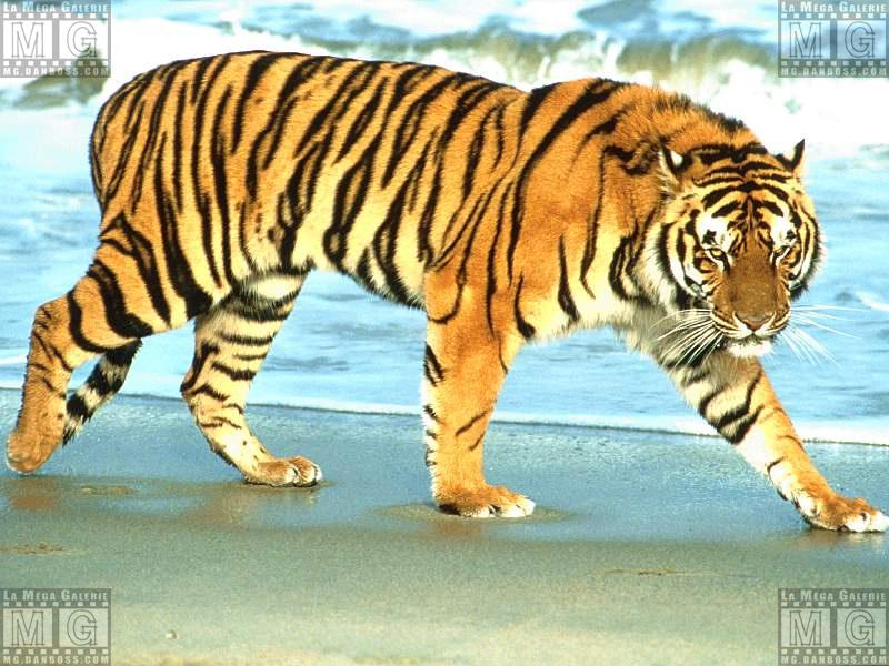tigre de sumatra