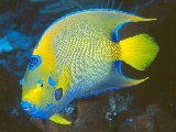 Poissons 01