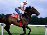Sports - Equitation - 001