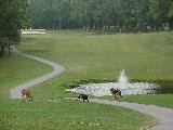 Sports - Golf - 013