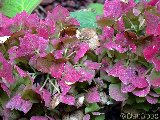 Hortensia 1