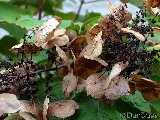 Hortensia feuille de chene 2