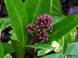Skimmia rose 1