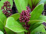 Skimmia rose 2