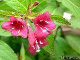 Weigelia florida rouge