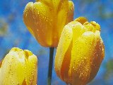 Fleurs - 001