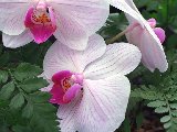Fleurs - 002