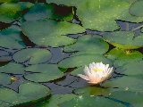 Fleurs - 003