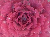 Fleurs - 008