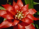 Fleurs - 020