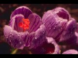 Fleurs - 023