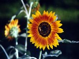 Fleurs - 026