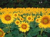 Fleurs - 027