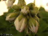 G�ranium lierre blanc (bouton)