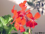 G�ranium lierre rouge