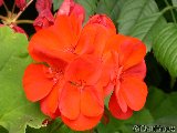 G�ranium zonale rouge
