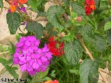 Verveine