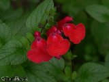 Sauge (Salvia) 'Grahamii'