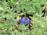 Sauge bleue 1