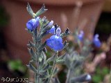 Sauge bleue 2