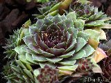 Sedum 4