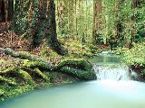 Paysages - Aquatique - 115