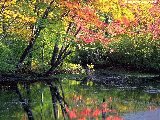 Paysages - Aquatique - 144