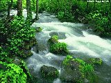 Paysages - Aquatique - 145