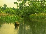 Paysages - Aquatique - 146