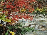 Paysages - Aquatique - 185