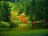 Paysages - Aquatique - 225