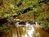 Paysages - Aquatique - 271