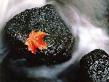 Paysages - Aquatique - 302