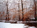 Paysages - Hiver - 018