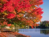 Paysages - Vegetation - 037