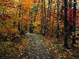 Paysages - Vegetation - 079