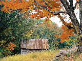 Paysages - Vegetation - 105
