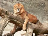 Lion Wallpaper 003