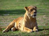 Lionne Wallpaper 002