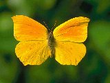 papillon 001