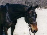 Chevaux - 161