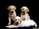 Chiens 25