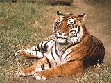 Tigres 12