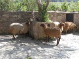 moutons